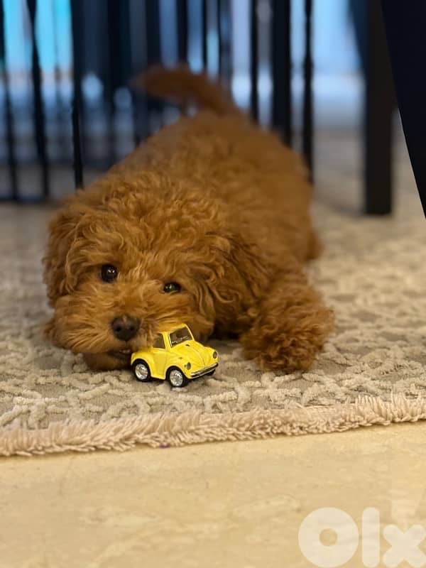 Toy poodle 1