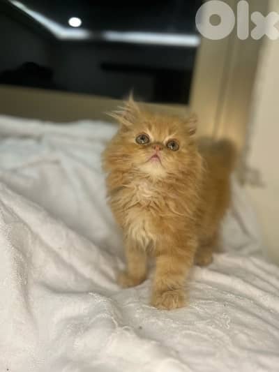 Exclusive premium   Siberian  kitten