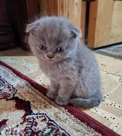 Scottish fold kittens