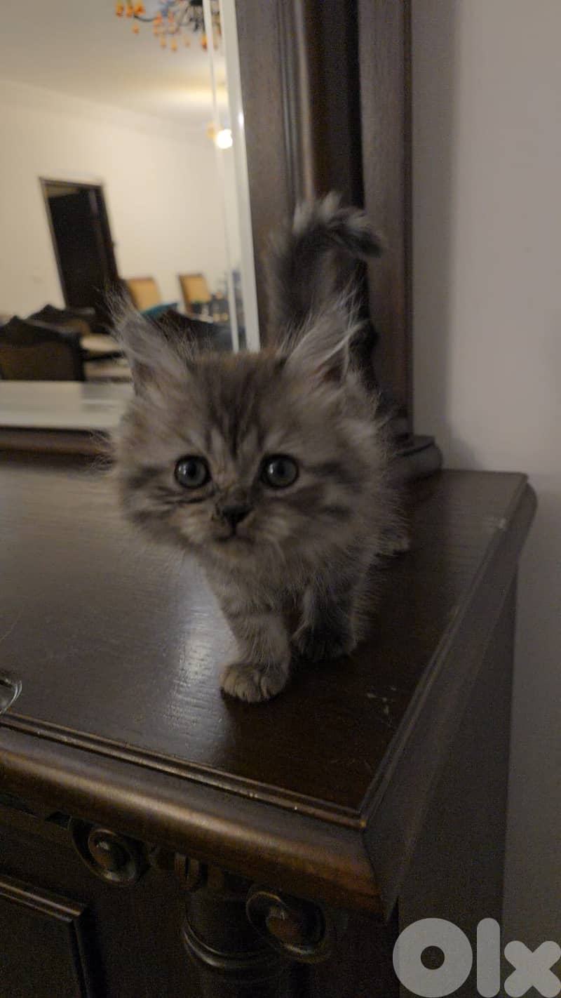 persian  kittens 1