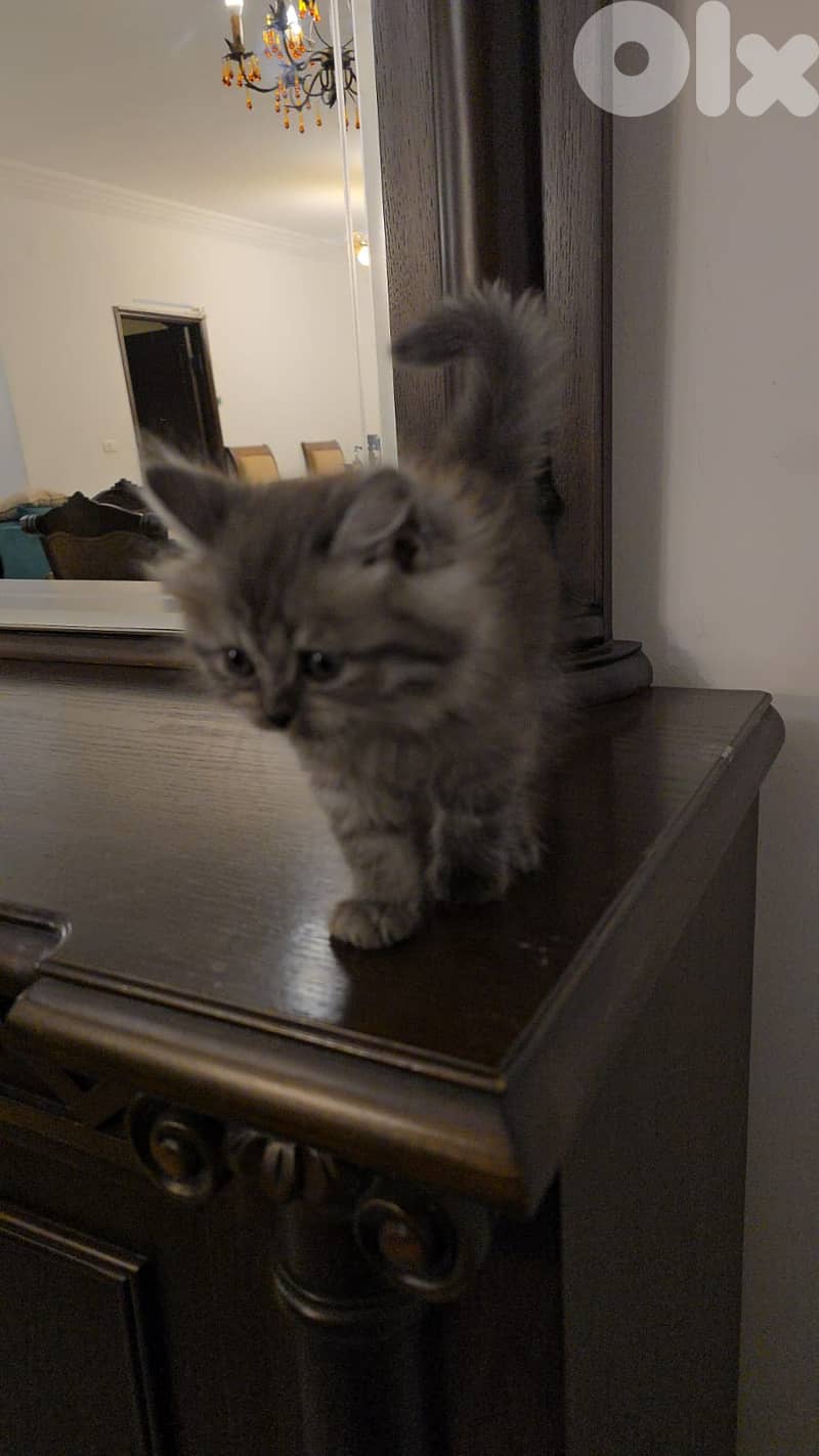 persian  kittens 2