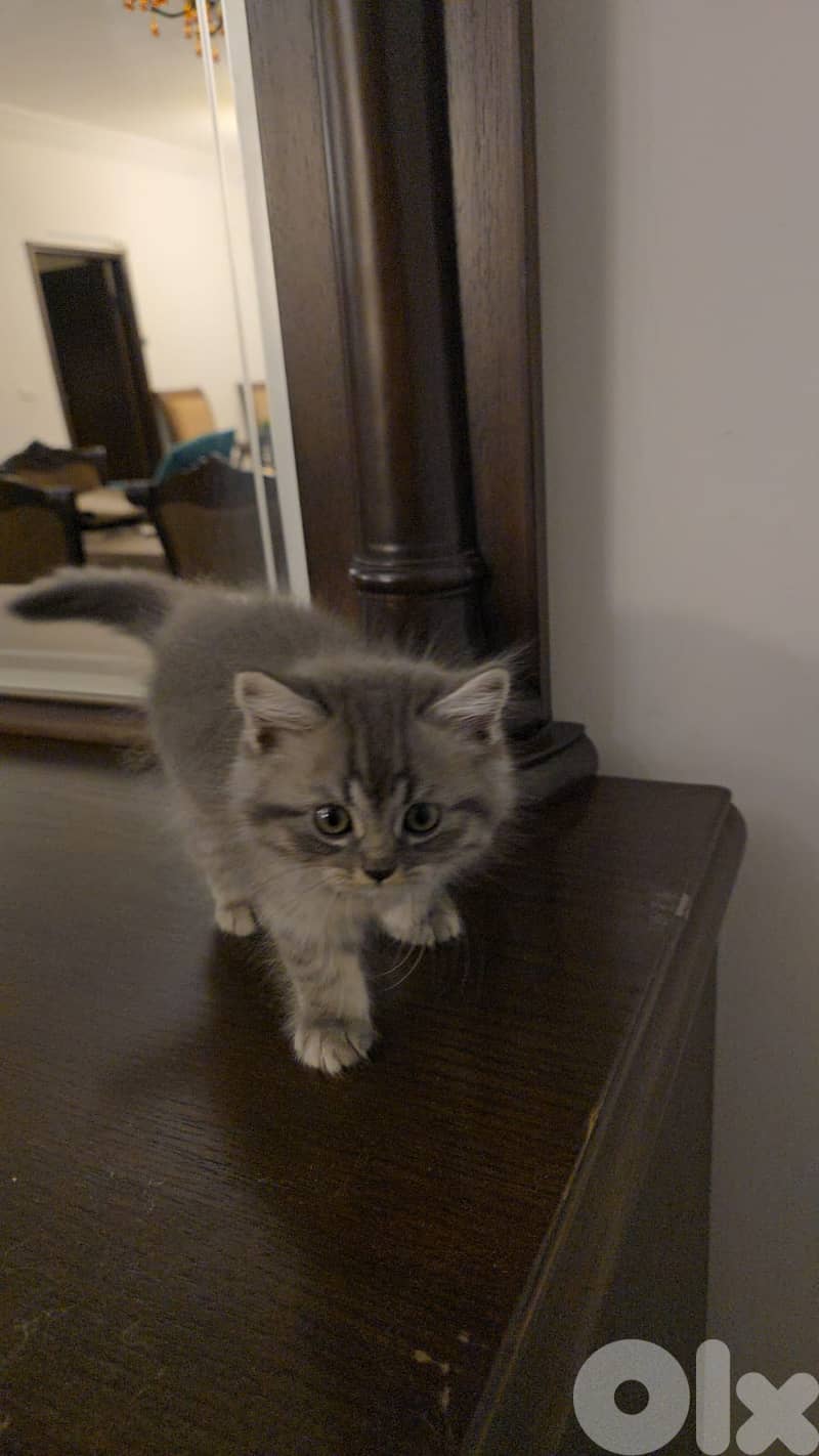 persian  kittens 3