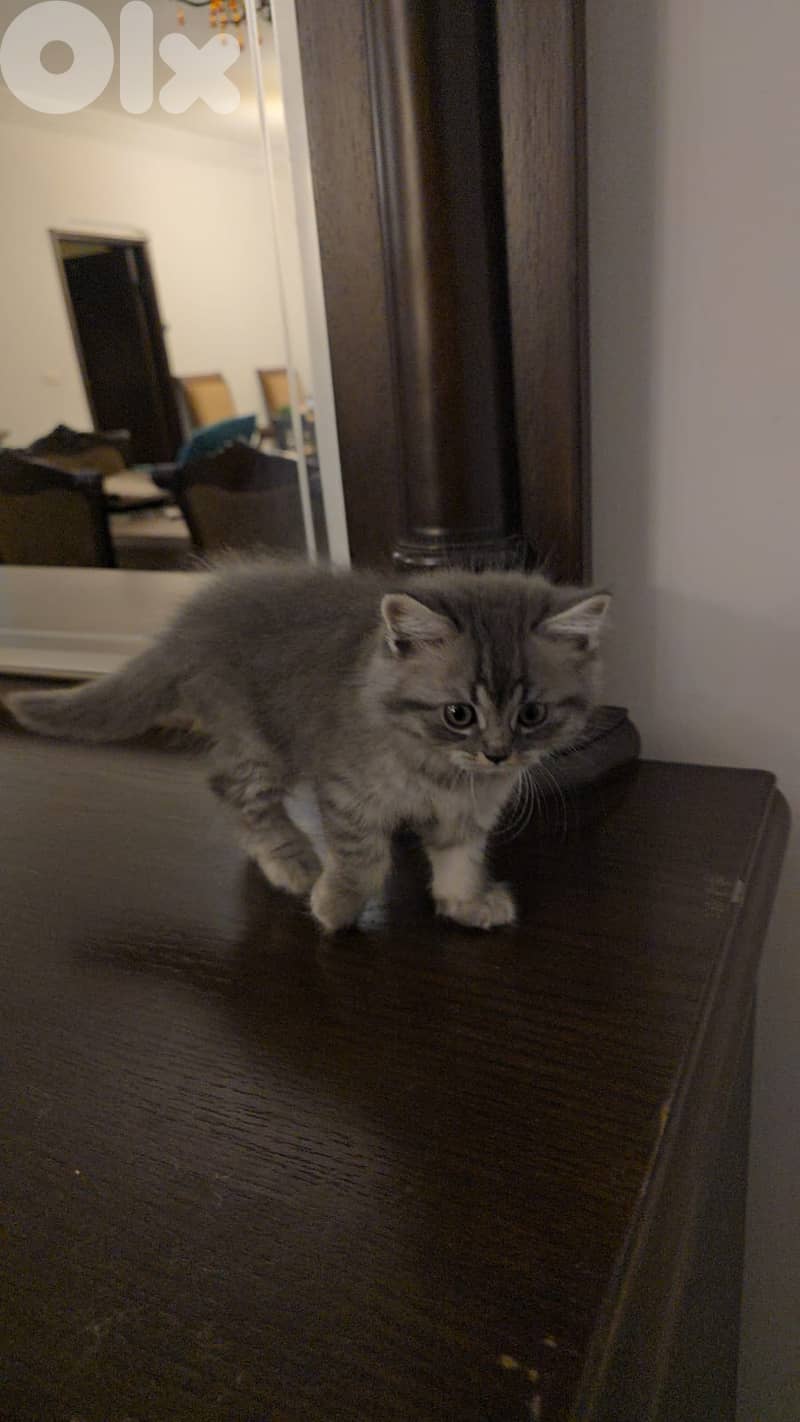 persian  kittens 4