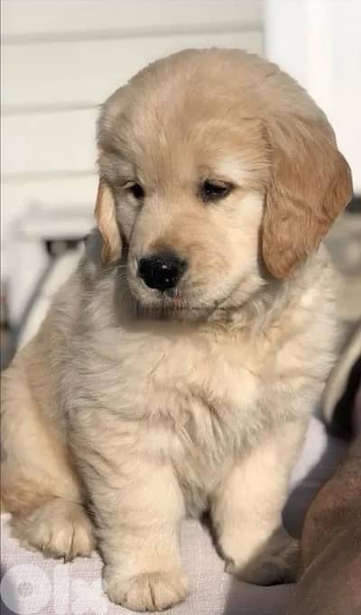 Golden Retriever puppies available