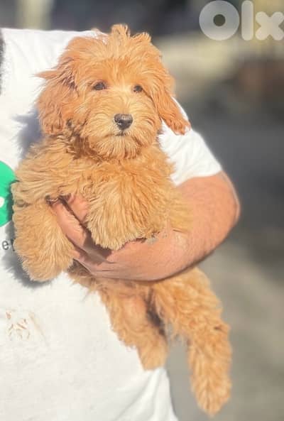 goldendoodle