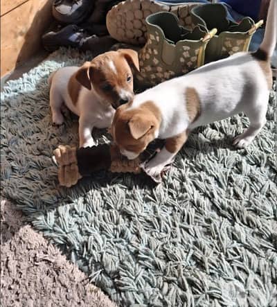 jack russel puppy