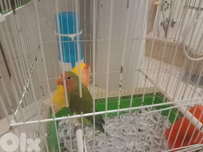 love birds
