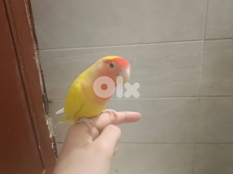 love birds 1