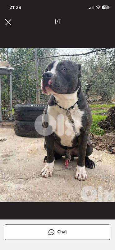 pitbull 8 month 70766098