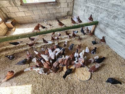 pigeons حمام