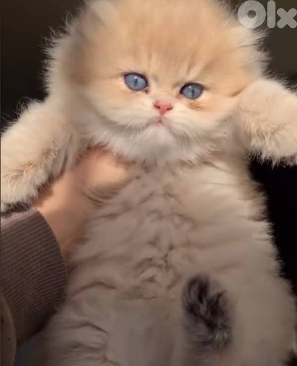gold kitten whtsp  70485808 1