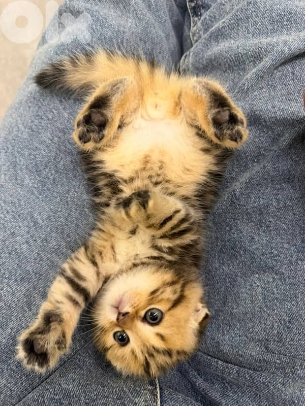 gold kitten whtsp  70485808 2