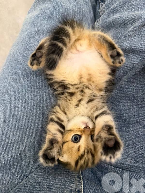 gold kitten whtsp  70485808 4