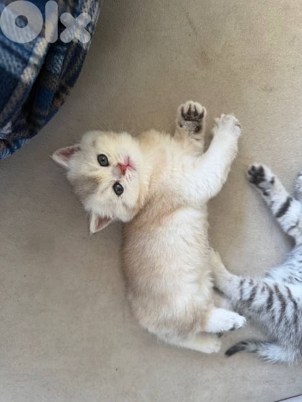 gold kitten whtsp  70485808 10