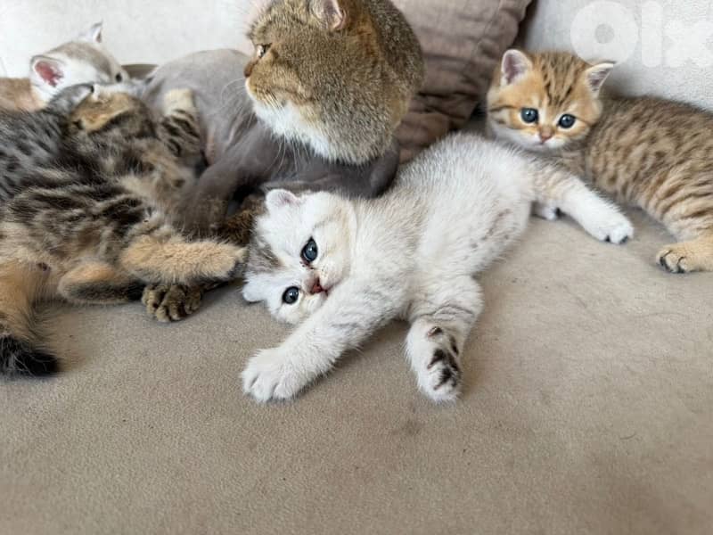 gold kitten whtsp  70485808 11