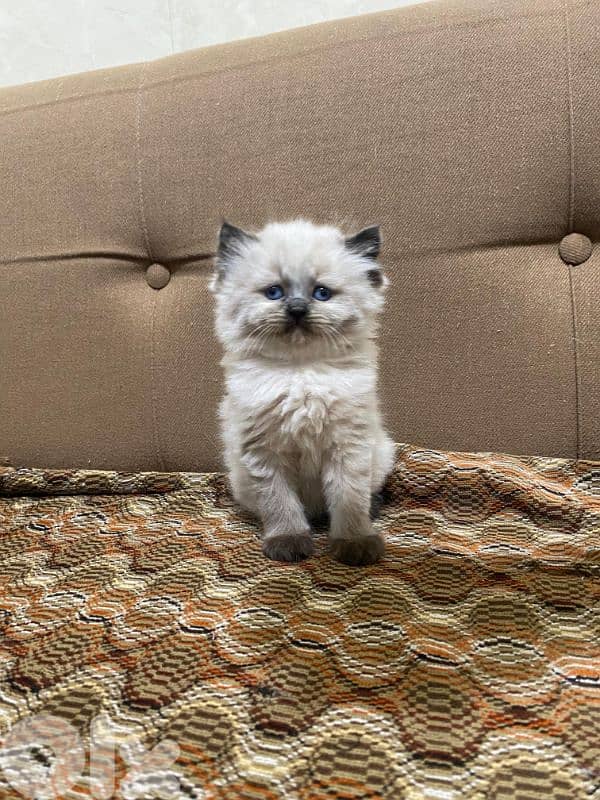 Himalayan 1