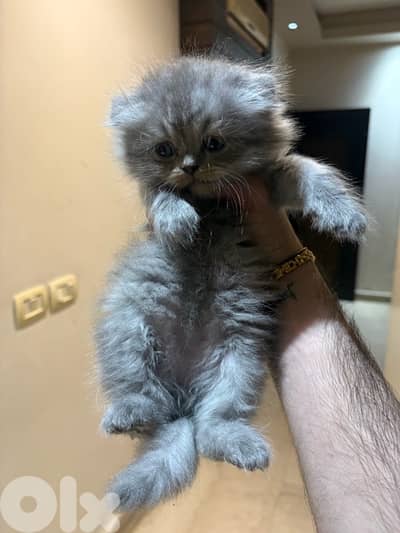 scottich highland - persian kitten