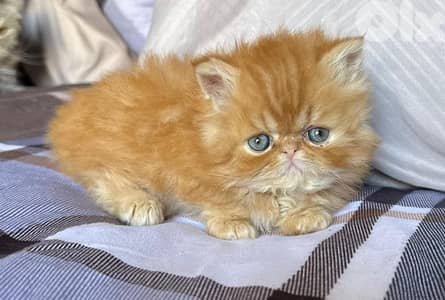 4 kittens for sale