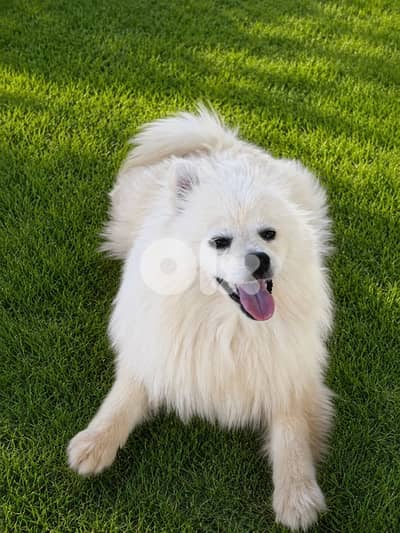 pomeranian 6 months female