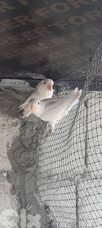 ببغاء وكويكر لببيع 5
