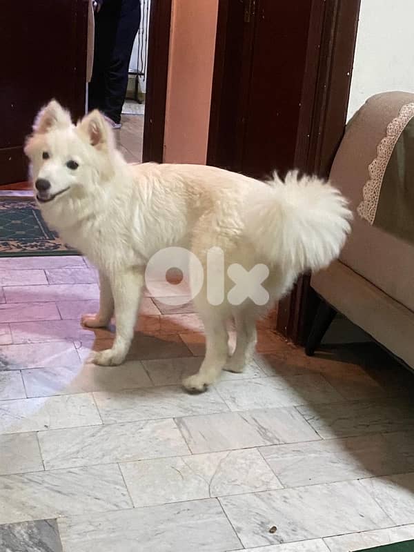 swiss shepherd 2