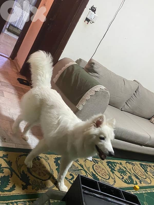 swiss shepherd 3