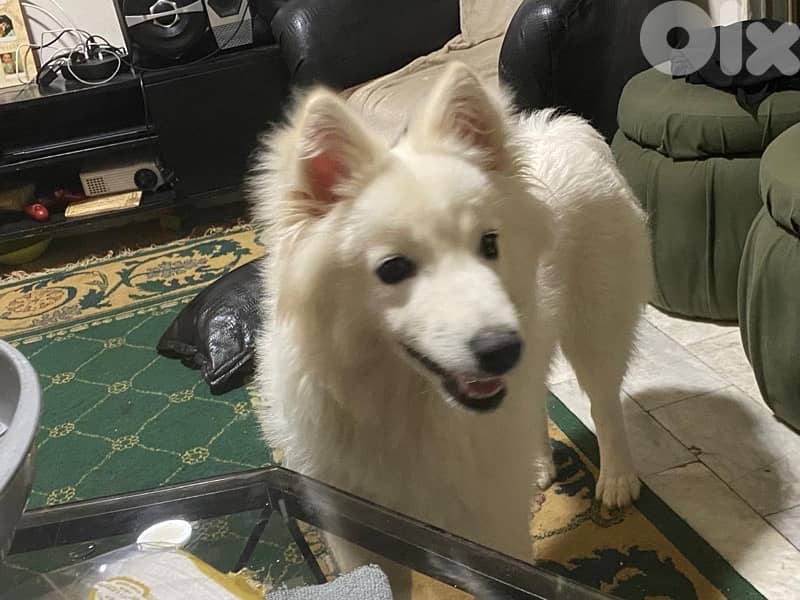 swiss shepherd 4