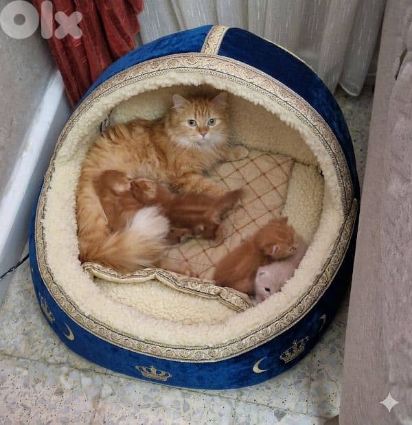 Scottish Fold Kittens 1