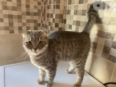 Cat for sale