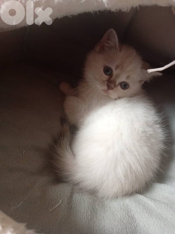 mixed persian with British short hair kittens for sale 2