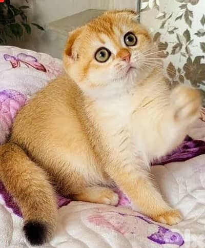 golden chinchella
