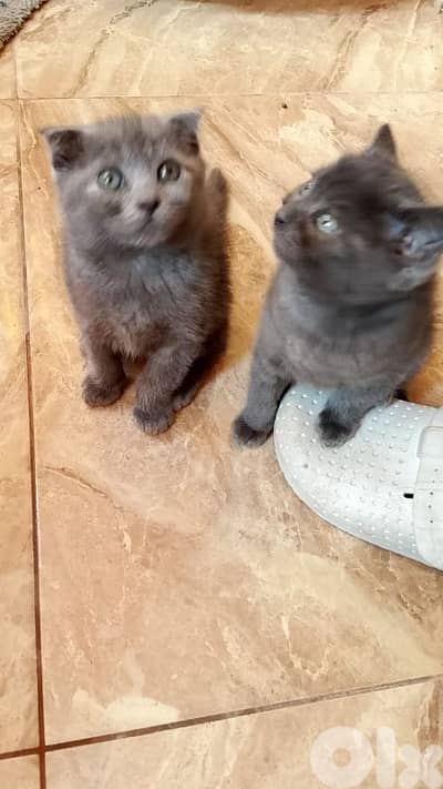 scottish  fold & siyamise  kitten