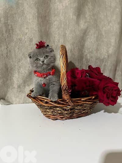 pure British  and Scottish kittens