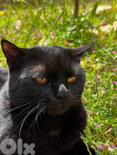 cat for adoption