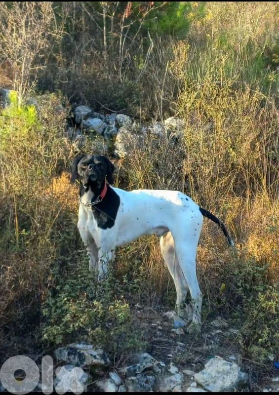 pointer 1