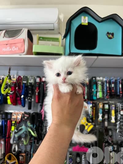 Adorable Long Hair Kittens