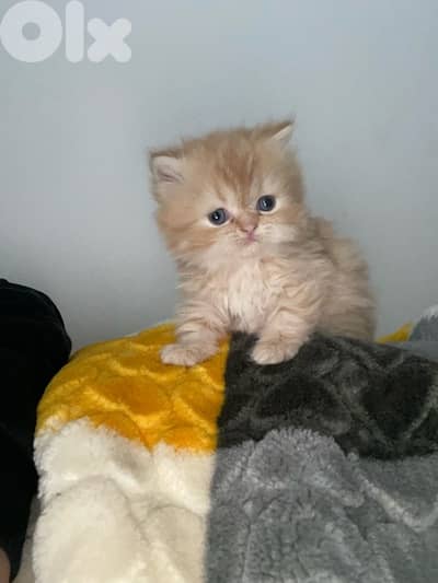 pure persian cat and exotic short hair