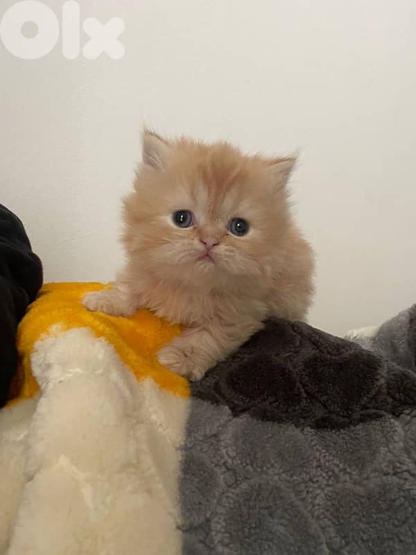 persien cats 2