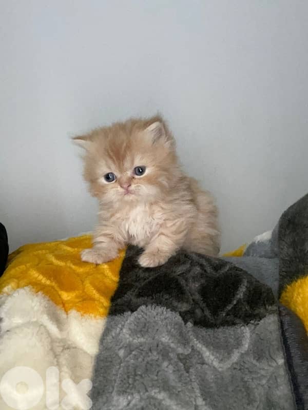 persien cats 4