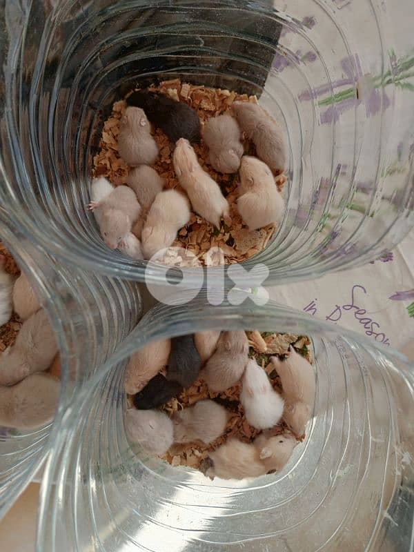 hamsters 2