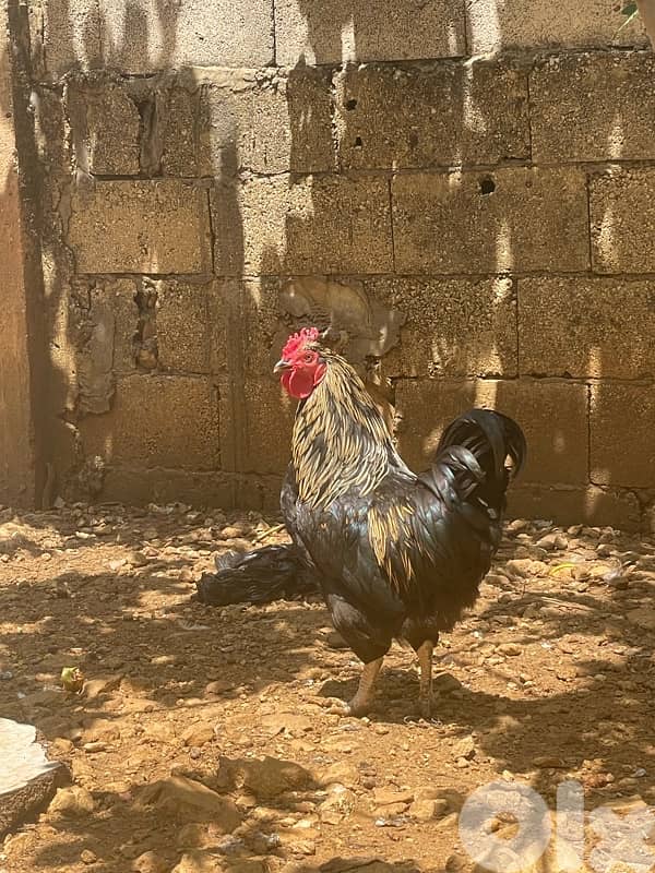 ديوك بلدي للبيع 1