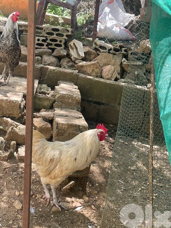 ديوك بلدي للبيع 3