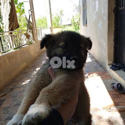 dog 4 sale mix between German shepherd and malinois