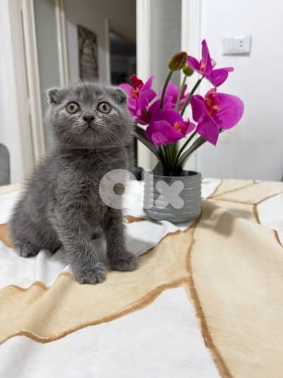kitten