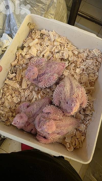 cockatiel