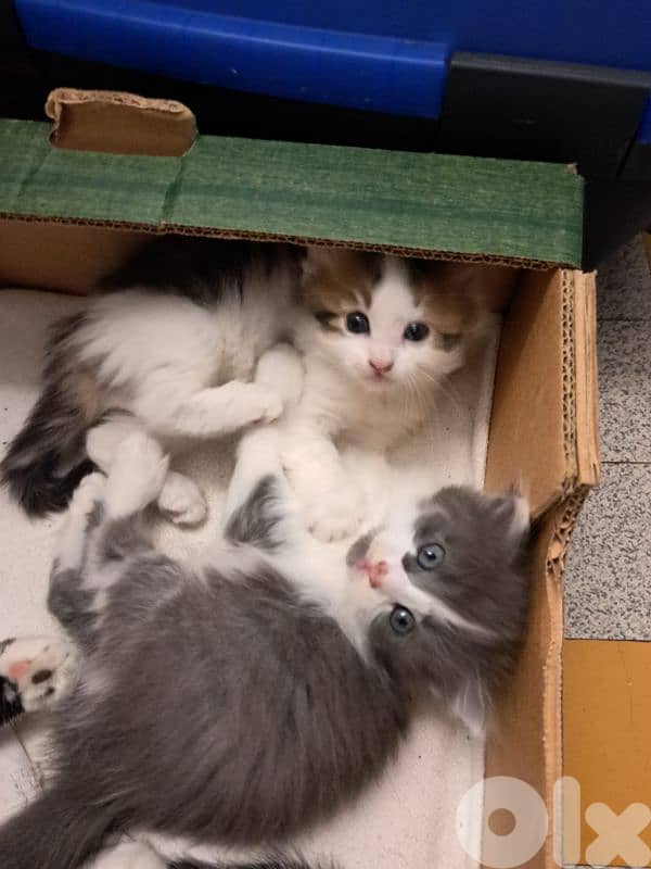5 kittens free  near jesus and mary biada 4