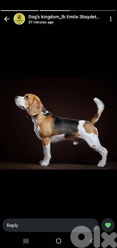Beagle  or cavalier  king charles