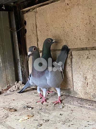 بصحه جيدة