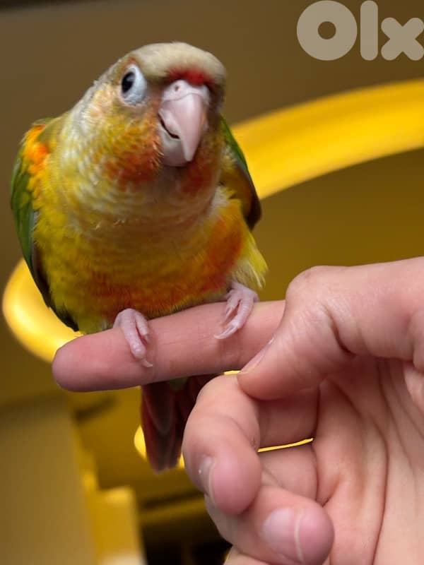 conure 5 months old فاطم 1