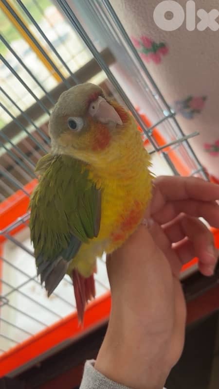 conure 5 months old فاطم 3